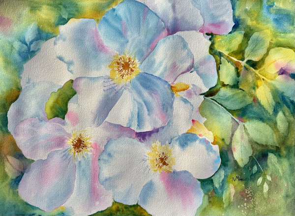 "White Wild Rose"